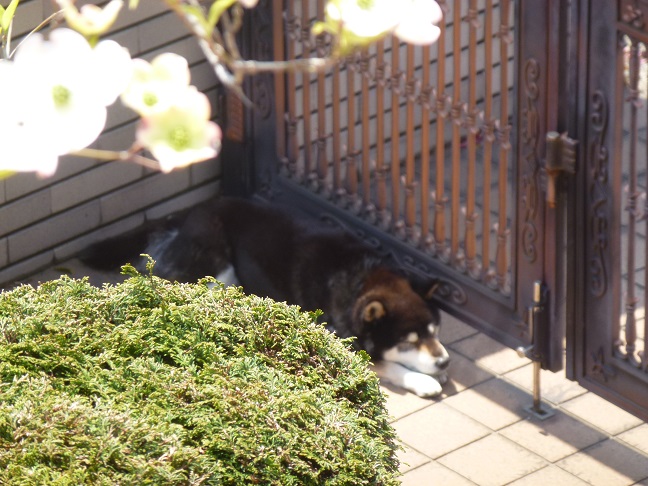 カイのお昼寝