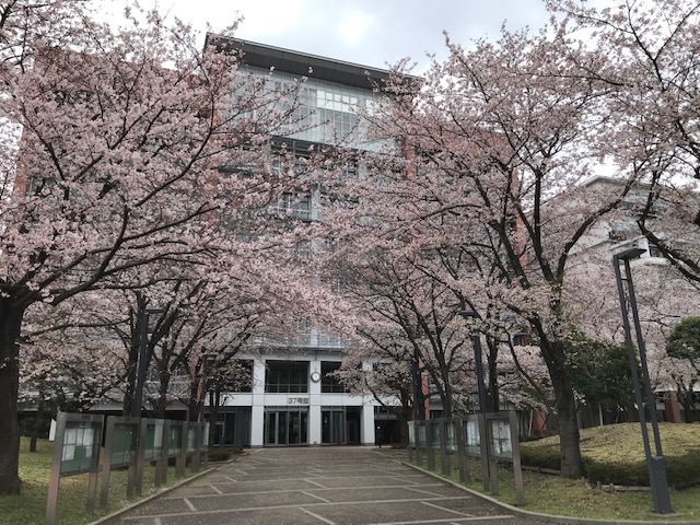 さくら　その6