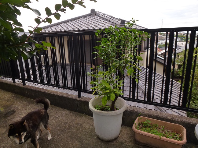 わかります？中央ちょっと左..