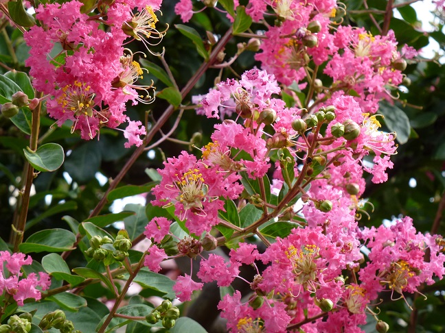 百日紅の花
