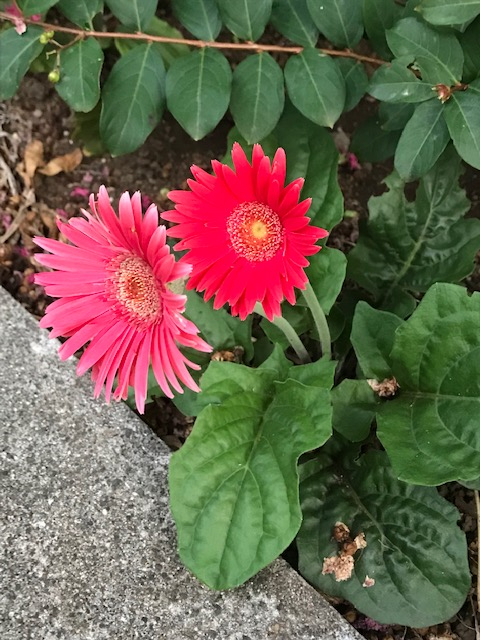 ガーベラの花　その３