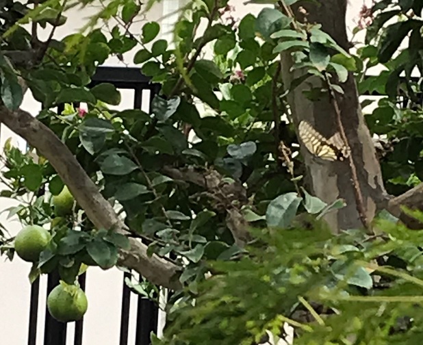 蜜柑に向かって降下