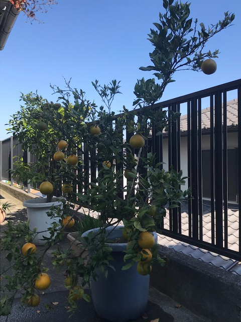 蜜柑