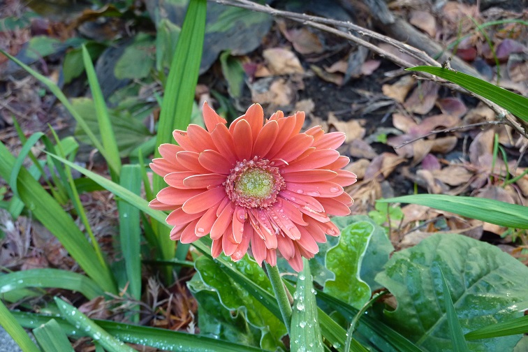 ガーベラの花　その５