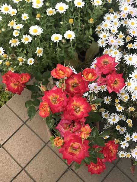 バ～ラが咲いた～