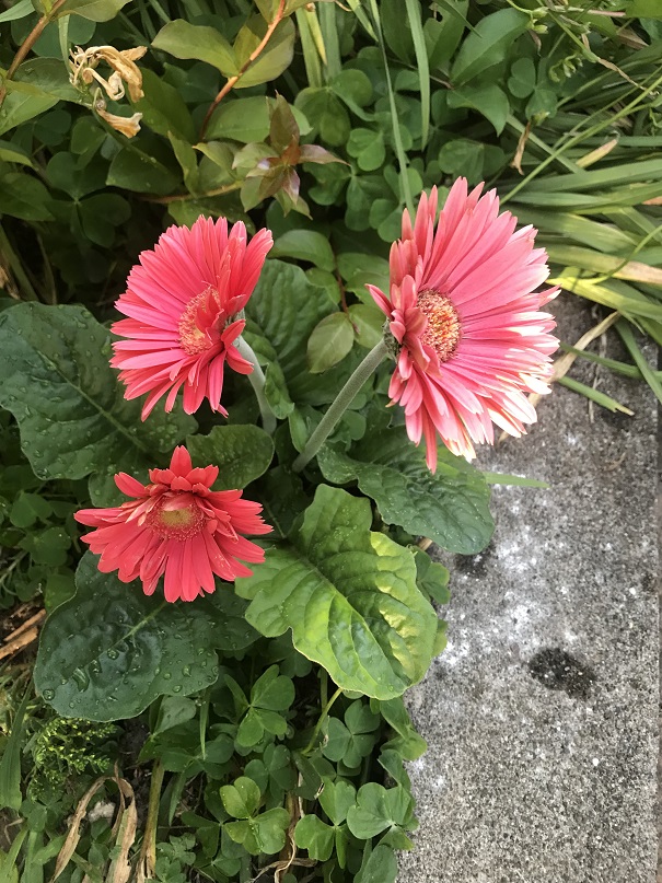 ガーベラの花　その２