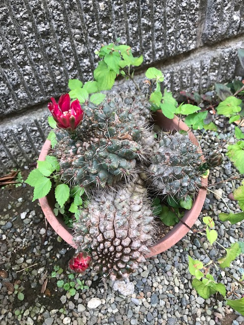 サボテンの花