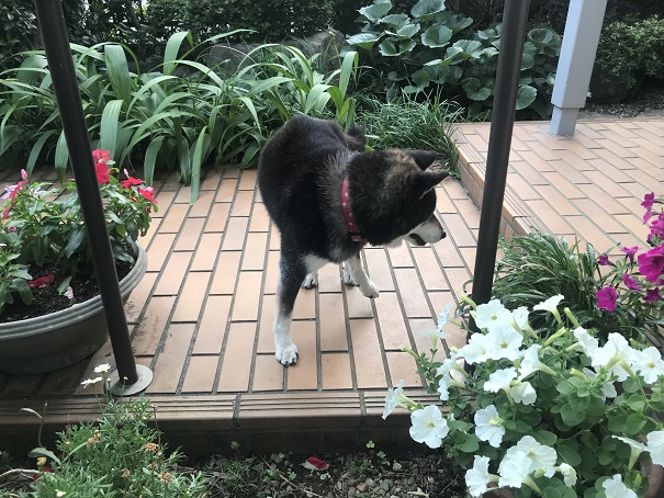 あっち向いて、