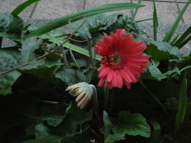 ガーベラの花　再び