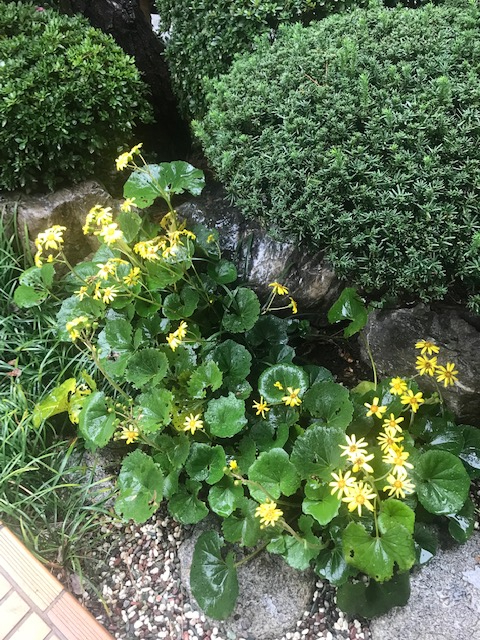 ツワブキの花