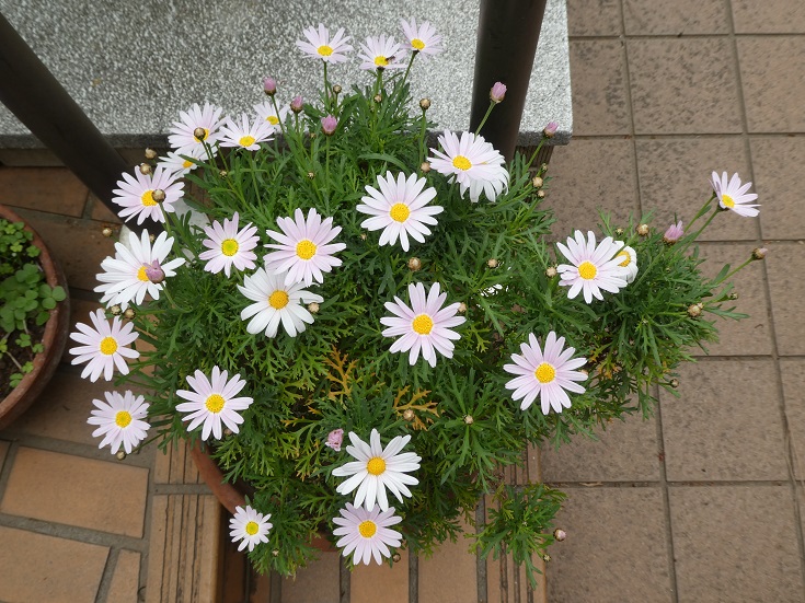 白色（もとはピンク色なんですが...