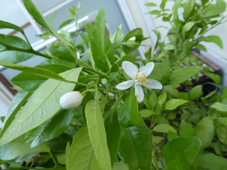 白い花　その２　み～かん～のは...