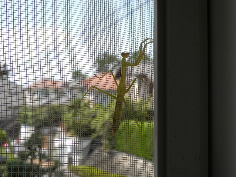 カマキリ