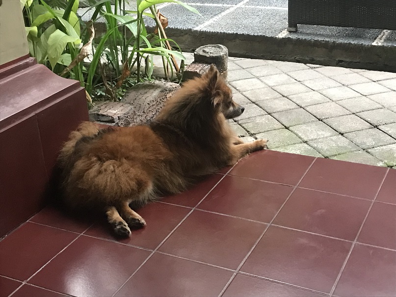 番犬