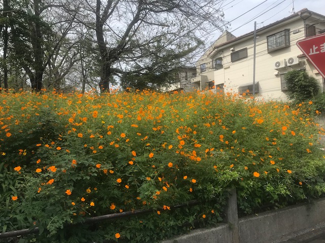 秋桜
