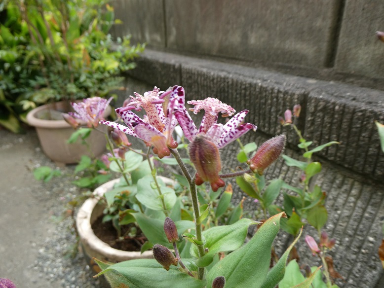 ひ