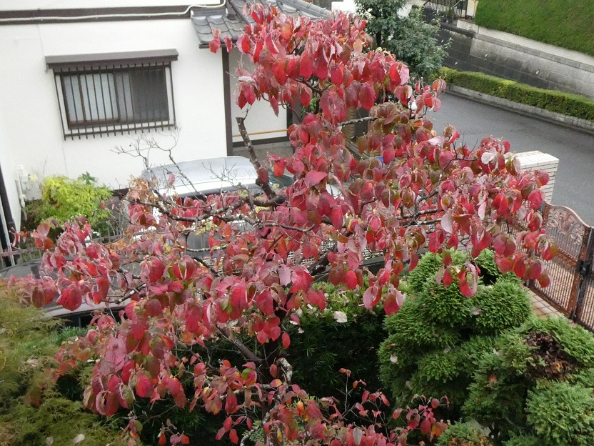 花水木