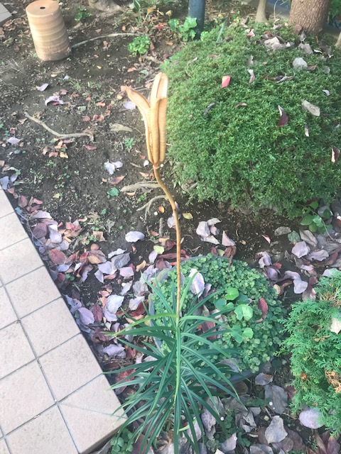 鉄砲百合　その後