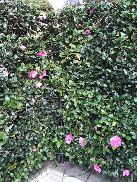 山茶花　赤