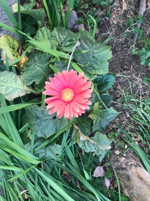 ガーベラの花