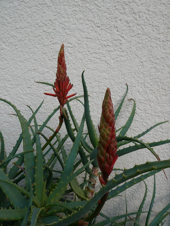 アロエの花