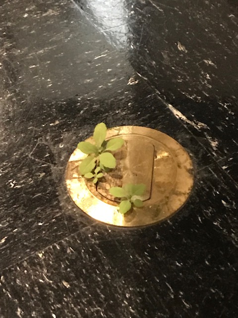 雑草（展示会場内、木に彩色）