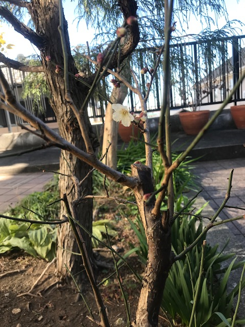 白梅の花