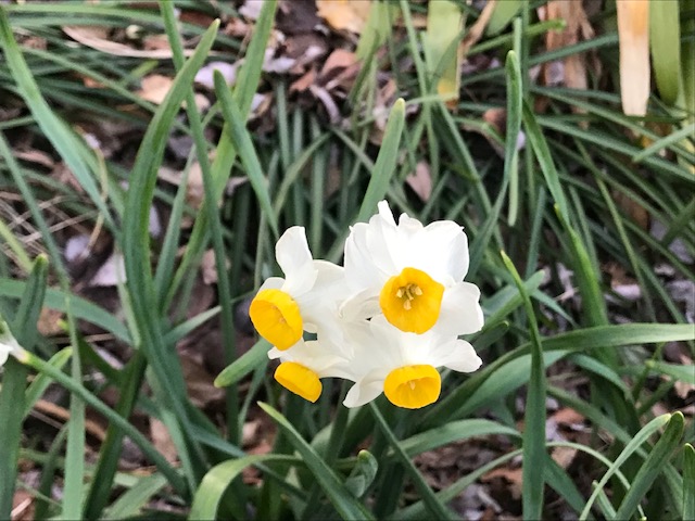 ひ