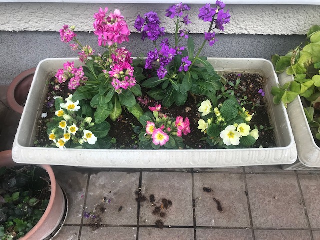 被害にあった花たち
