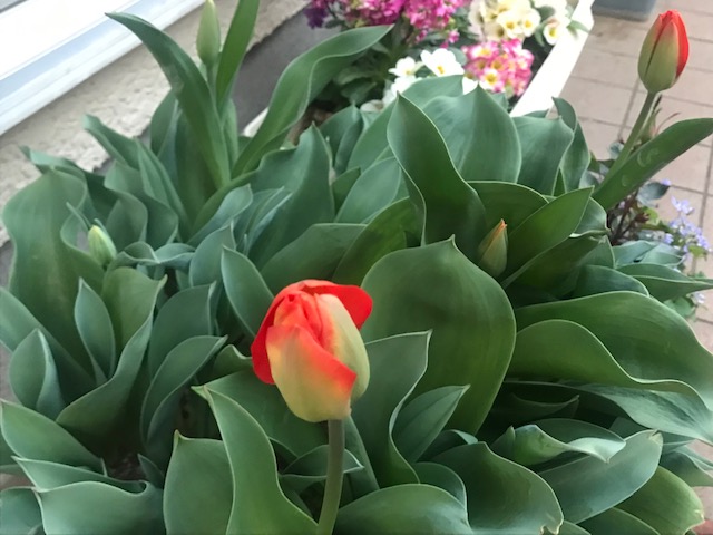 チューリップの花
