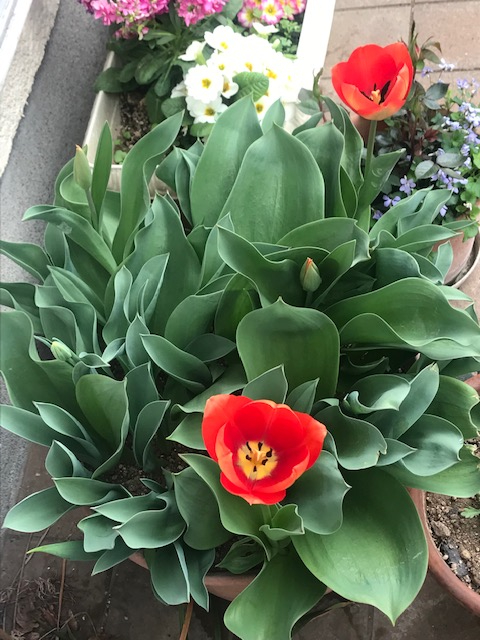 チューリップの花　その２