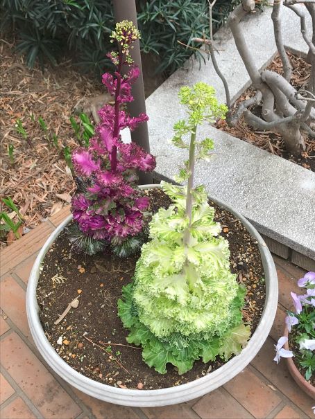 葉ボタンの花