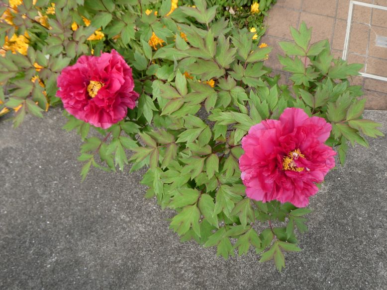 牡丹の花　その２