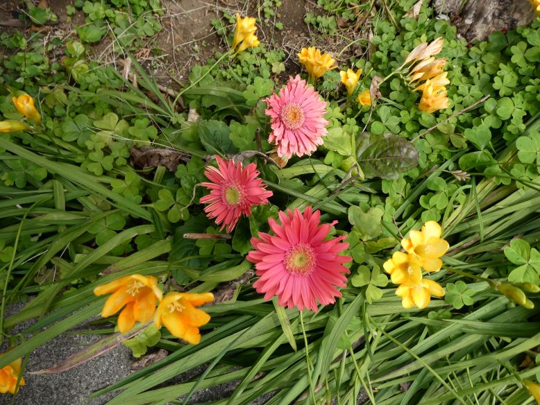 ガーベラの花