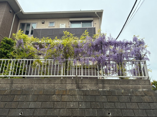 藤棚
