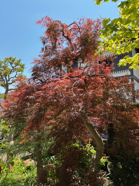 紅枝垂れ