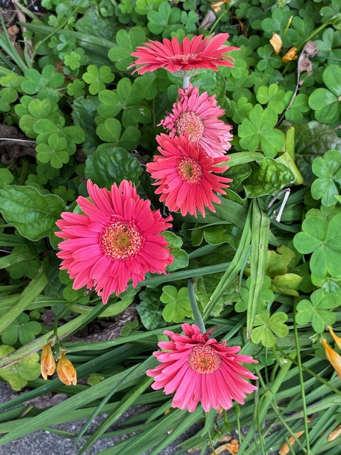 ガーベラの花　その２