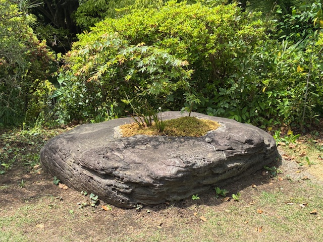 新しい盆栽のような岩