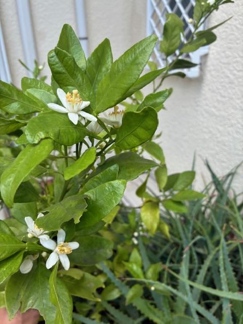 ミカンの花が咲いている～♫