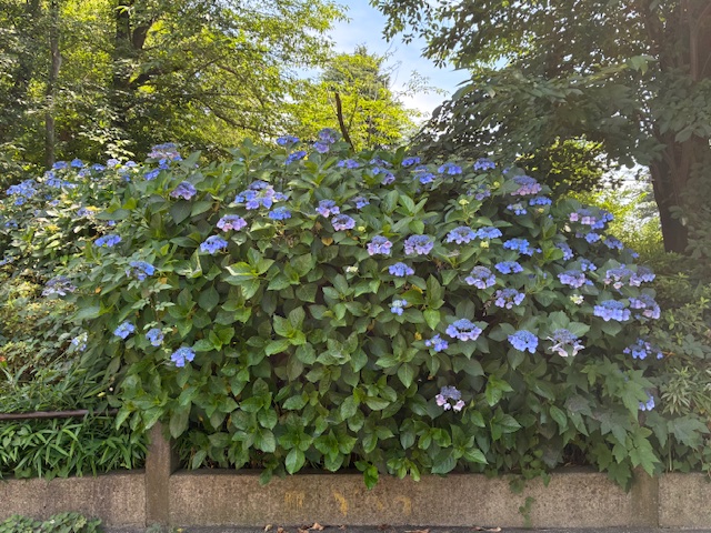 公園のアジサイ１