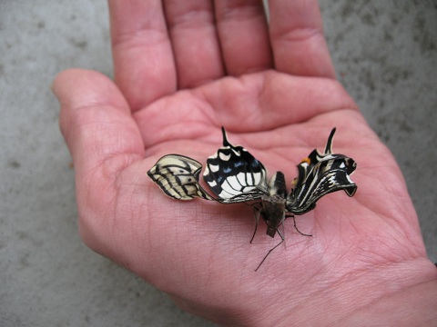 アゲハ蝶の羽化 カイの家 Bloguru