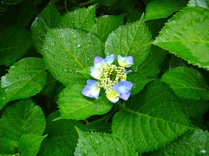 可愛い紫陽花