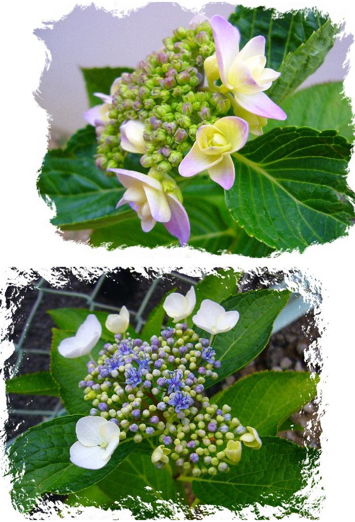 お金持ちの紫陽花