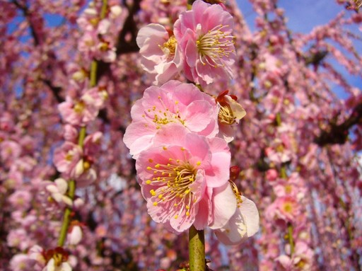 桜切る馬鹿、梅切らぬ馬鹿
