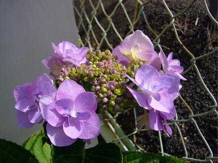 今日も　まちけん