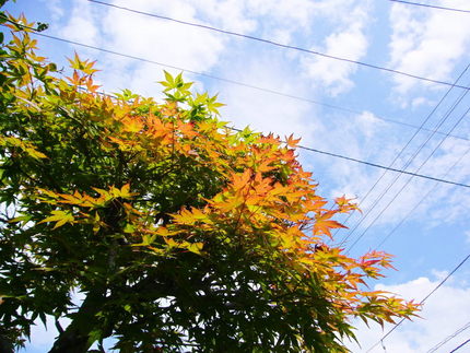 今頃　紅葉！！！！！