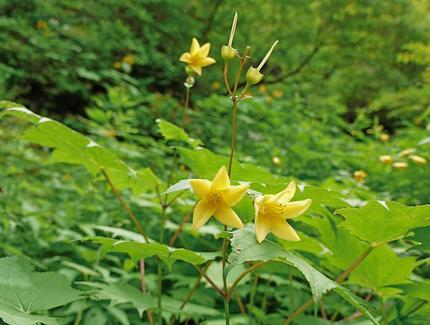 静かに輝く“天涯の花”