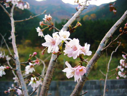 ミシン芸人