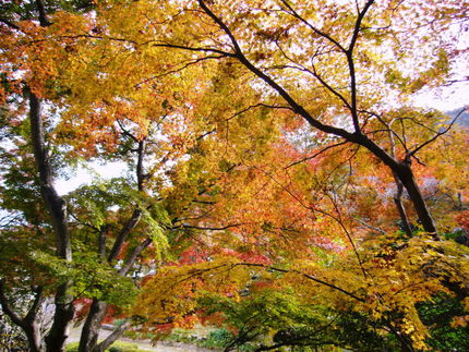 紅葉も終わりですね！