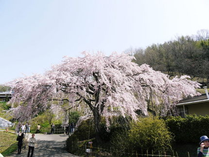 堀池のしだれ桜